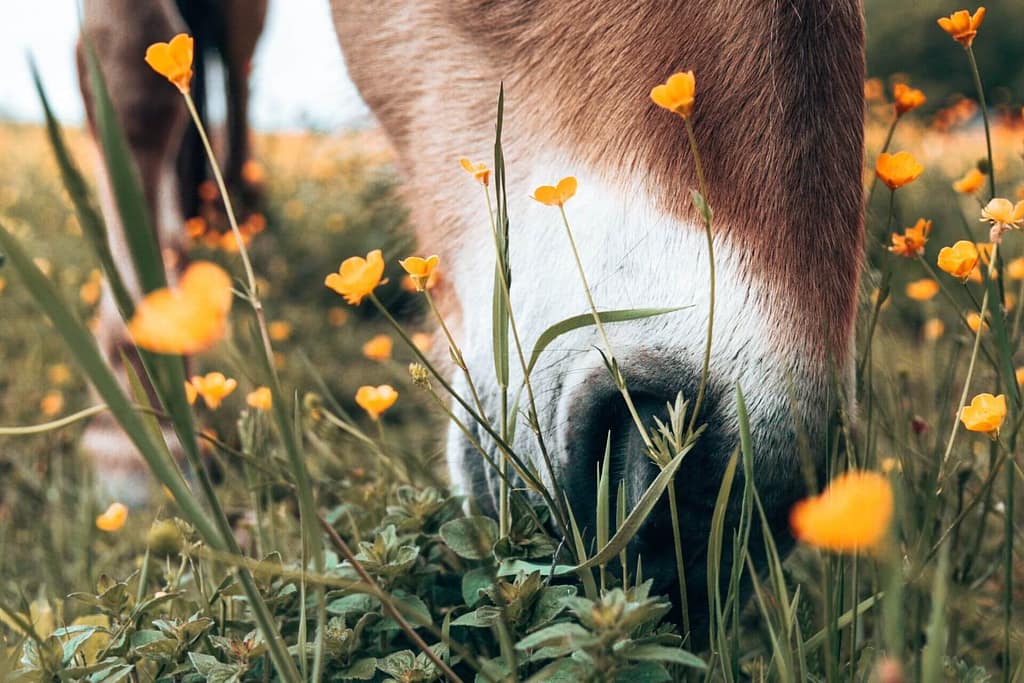 Voedselintelligentie, paarden moeten leren wat ze wel of niet kunnen eten