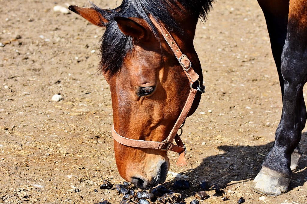 pica bij paarden: coprofagie, het eten van mest bij paarden