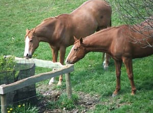 paarden eten hout
