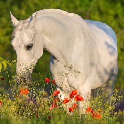 Een stap dichter bij een optimale paardenvoeding.