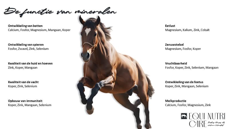 Mineralen zijn onontbeerlijk voor verschillende fysiologische functies bij paarden, waaronder de ontwikkeling van het skelet, spiercontractie, zenuwoverdracht en een goede vochtbalans.