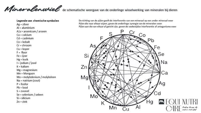 Mineralen, een zorgvuldige evenwichtsoefening. Door het ingewikkelde web van de wisselwerking tussen mineralen te begrijpen, kunnen paardeneigenaren, verzorgers, trainers en dierenartsen weloverwogen beslissingen nemen om het welzijn en de prestaties te ondersteunen.